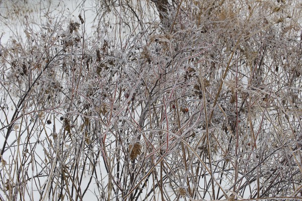 Frozen, Vibrant Branches