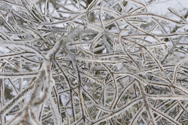 Sun on Ice on Branches