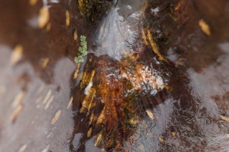Ice Storm