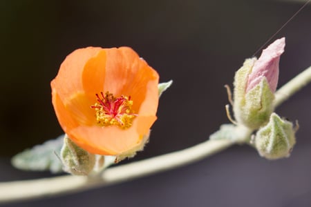 Canon EOS 7D Mark II · 400mm · f/5.6 · 1/400 · ISO 100