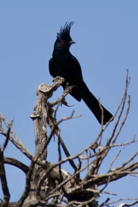 Canon EOS 7D Mark II · 400mm · f/5.6 · 1/1000 · ISO 100