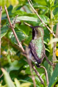 Canon EOS 7D Mark II · 400mm · f/5.6 · 1/500 · ISO 400
