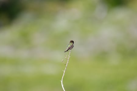 Canon EOS 7D Mark II · 400mm · f/5.6 · 1/1000 · ISO 400