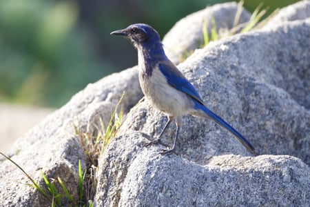 Canon EOS 7D Mark II · 400mm · f/5.6 · 1/500 · ISO 400