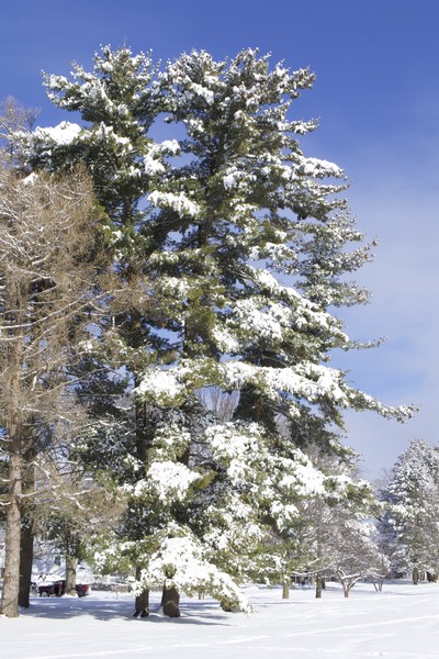 Snowy Pine Trees