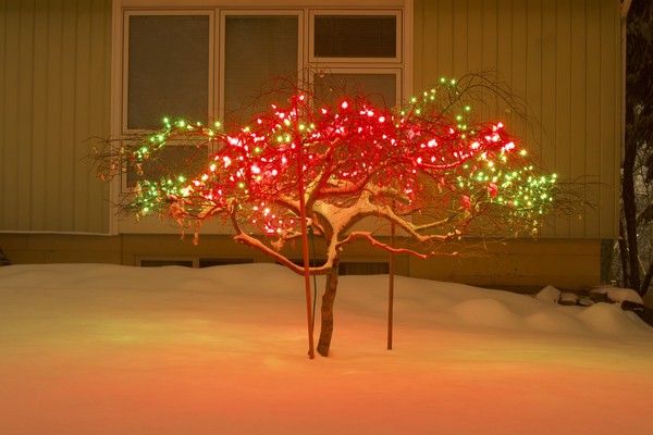 The Over-Saturated Christmas Bush