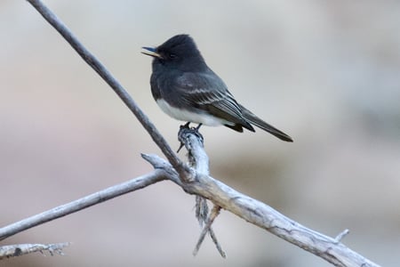 Canon EOS 7D Mark II · 400mm · f/6.3 · 1/500 · ISO 1250