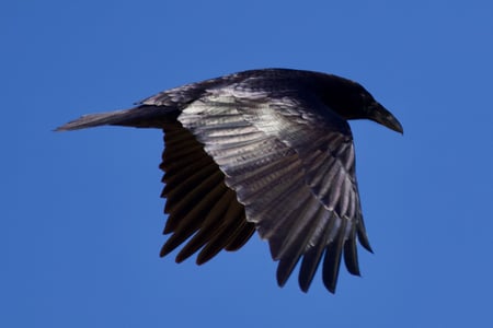 Canon EOS 7D Mark II · 400mm · f/6.3 · 1/2000 · ISO 400